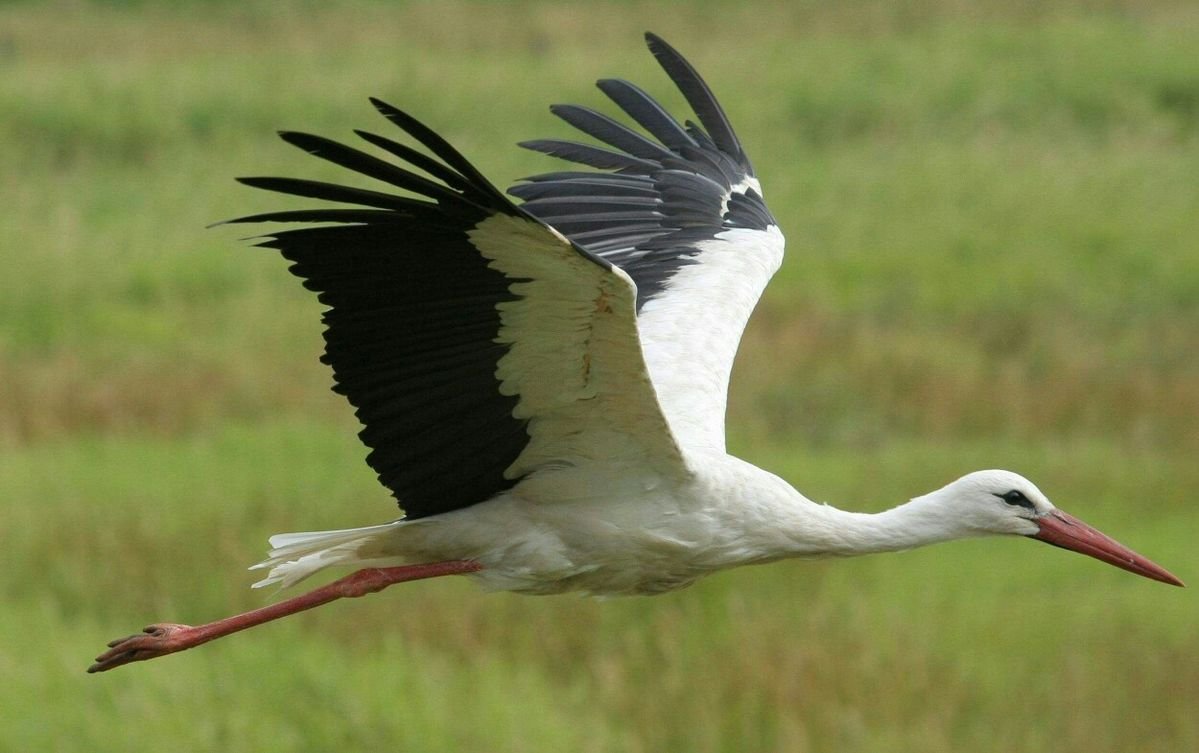 White Stork